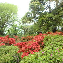 キリシマツツジ見頃。