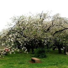 八重桜も見頃。