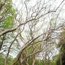 シマサルスベリの巨木