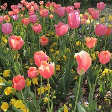 春爛漫なお花も