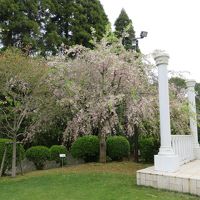 中庭には、すだれ桜もあります