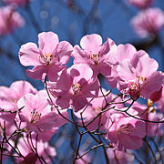道中にミツバツツジ、アカヤシオが咲く4月中旬がお勧め
