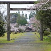 人吉市内の桜の名所