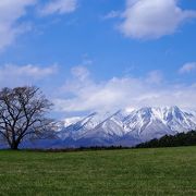 小岩井農場の一本桜