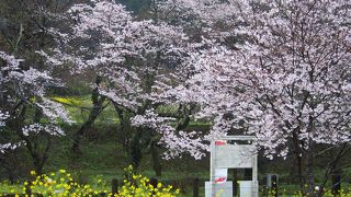 桜の美しい駅