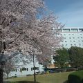 4月はHOTELの桜が綺麗
