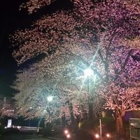 夜桜のライトアップ