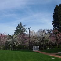 庭には品種の違う桜が数種類