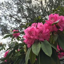 コースないはお花が綺麗です