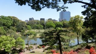 桜はおしまい、ツツジだった