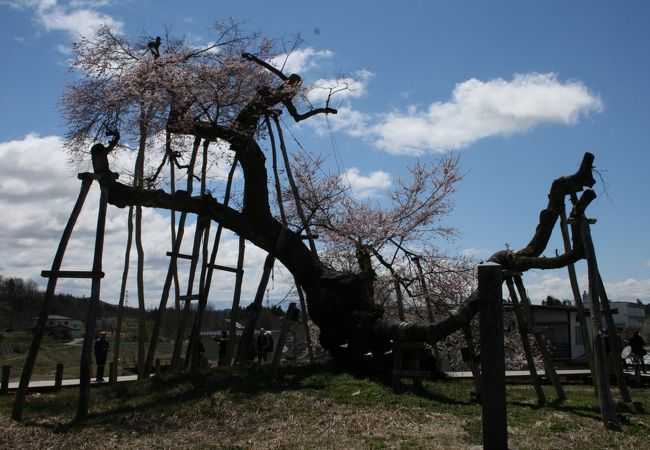 置賜の桜の名所