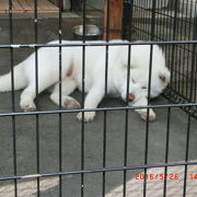 秋田犬会館 クチコミ アクセス 営業時間 大館 フォートラベル
