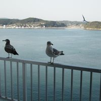 部屋のベランダには鳥がきたりします。