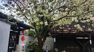 入口には「黄桜」の木が