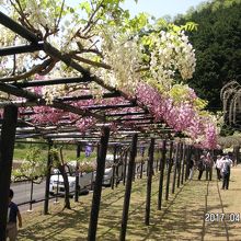 一部咲いてる藤棚