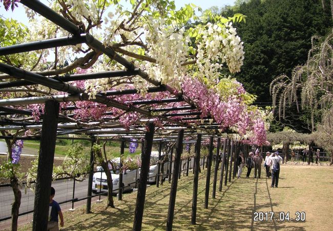 白井大町藤公園 クチコミ アクセス 営業時間 和田山 フォートラベル
