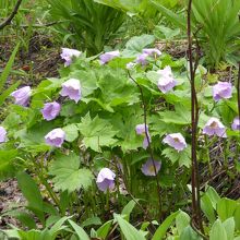 雨に打たれて項垂れるのもまたよし