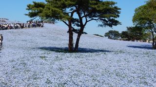 見事な一面のネモフィラは、混雑の中でも見に行く価値ありです。