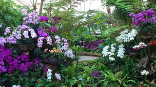 色鮮やかな花がたくさん