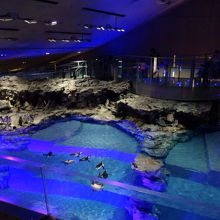 ペンギンが泳いでます