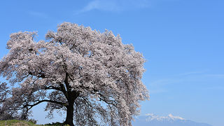 大きなエドヒガンザクラと八ヶ岳連峰が絵になる