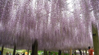 満開の藤を満喫しました