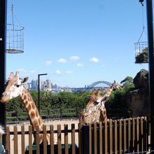 動物越しにシドニー湾・ハーバーブリッジにオペラハウス