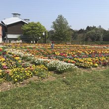 美術館側のお花