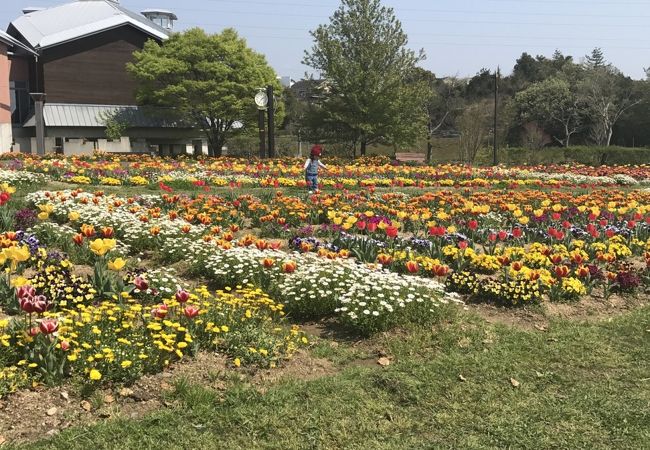 春はお花が綺麗