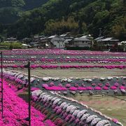 近くに一面芝桜のよこつみ農苑