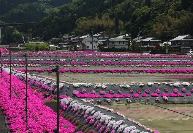 近くに一面芝桜のよこつみ農苑