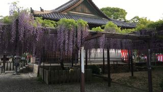 藤の花がいっぱい