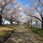 （赤羽）桜並木が美しい