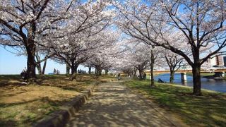 （赤羽）桜並木が美しい