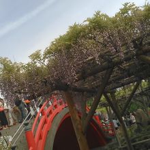 スカイツリーと赤い太鼓橋と藤