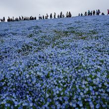 ネモフィラの丘
