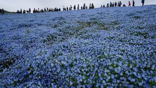 【茨城】ひたち海浜公園、ネモフィラとチューリップが綺麗でした！