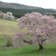 大山桜は色が濃い」