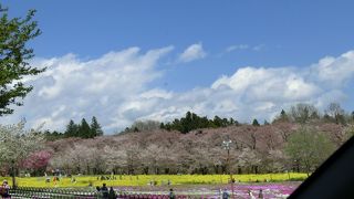 群馬県を代表する桜名所 