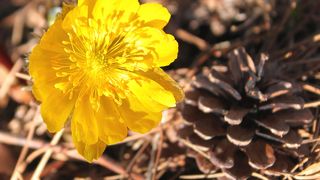 四賀福寿草まつり