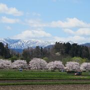 雫石川園地は、花見の穴場