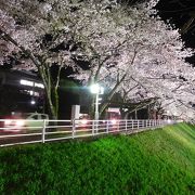 夜桜がきれいです。
