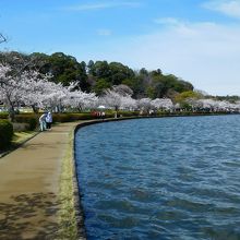千波湖岸の桜並木