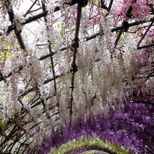 １１０ｍの藤トンネル