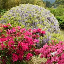 藤ドームとツツジ