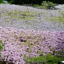 大藤棚を上から見た所