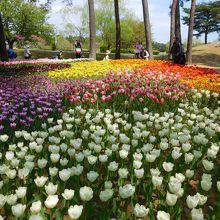 チューリップ（１）