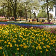 チューリップ（３）