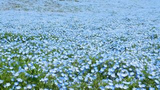 ネモフィラとチューリップがきれい！