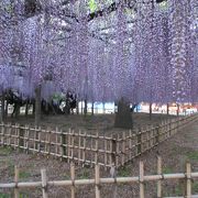 玉敷神社の隣の、玉敷公園の藤棚は素晴らしいです